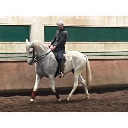 Caballo Español Linea Cartujana