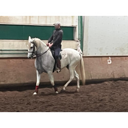 Caballo Español Linea Cartujana