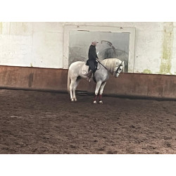 Caballo Español Linea Cartujana