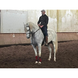 Caballo Español Linea Cartujana