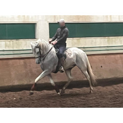 Caballo Español Linea Cartujana