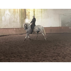 Caballo Español Linea Cartujana