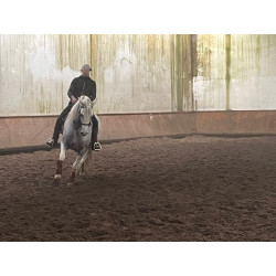 Caballo Español Linea Cartujana