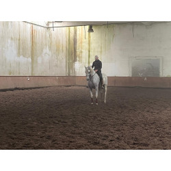 Caballo Español Linea Cartujana