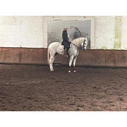 Caballo Español Linea Cartujana