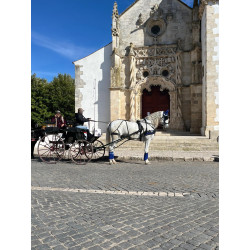 Caballo Español Linea Cartujana