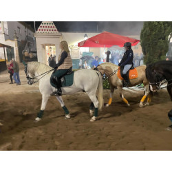 Caballo Español Linea Cartujana