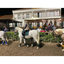 Caballo Español Linea Cartujana