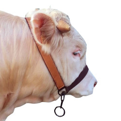 Cabezada Vaca Con Cadena
