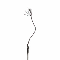 Fusta Doma 301C 120cm