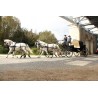 carruaje caballos bodas, carro ceremonia, eventos, comunión, Galicia