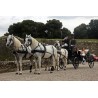 Casamento com  4 cavalos