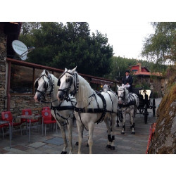 carruaje caballos bodas, carro ceremonia, eventos, comunión, Galicia