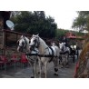 Casamento com  4 cavalos