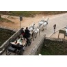 carruaje caballos bodas, carro ceremonia, eventos, comunión, Galicia