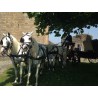 carruaje caballos bodas, carro ceremonia, eventos, comunión, Galicia