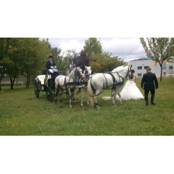 carruaje caballos bodas, carro ceremonia, eventos, comunión, Galicia