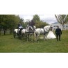 Casamento com  4 cavalos