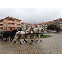 CASAMENTO COM 5 CAVALOS