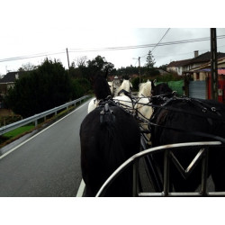 CASAMENTO COM 5 CAVALOS
