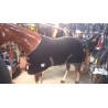 Manta Polar c/cinchuelo