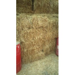 ALPACAS HIERVA