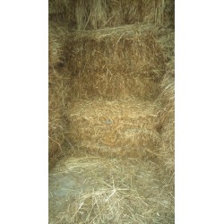 ALPACAS HIERVA