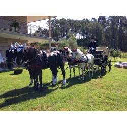 Casamento com  4 cavalos