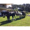 carruaje caballos bodas, carro ceremonia, eventos, comunión, Galicia