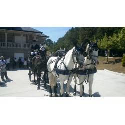 Casamento com  4 cavalos