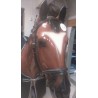 Cabezada pony Don Rodrigo